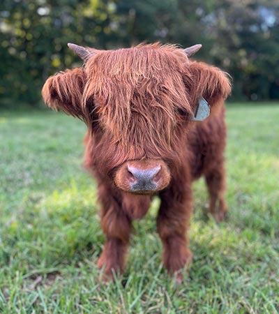 Highland Cow from Mountain View Highlands in Hamptonville, NC.