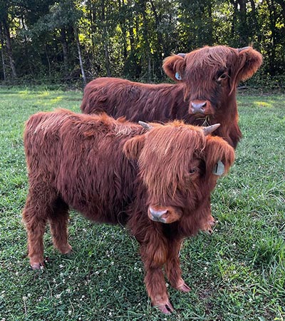 Two Highland Cows from Mountain View Highlands in Hamptonville, NC.