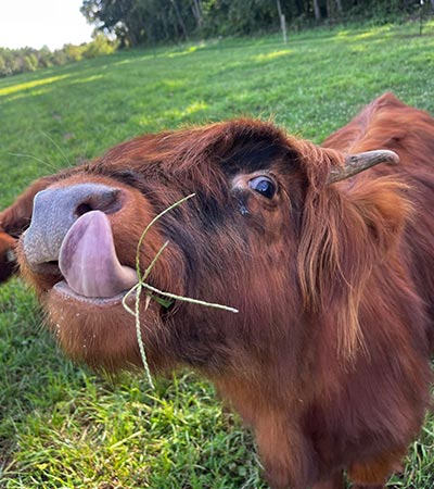 A Highland Cow licking its nose from Mountain View Highlands in Hamptonville, NC.