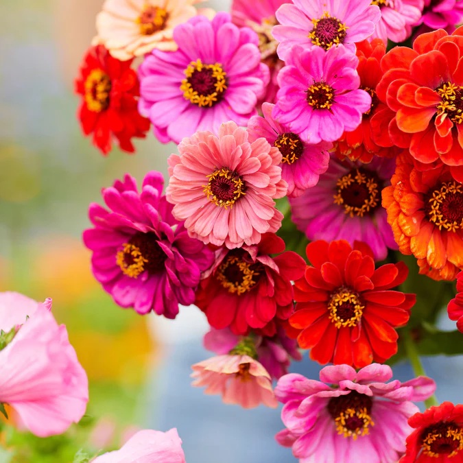 Fall color mix of red, orange, purple and pink zinnias in a bouquet.