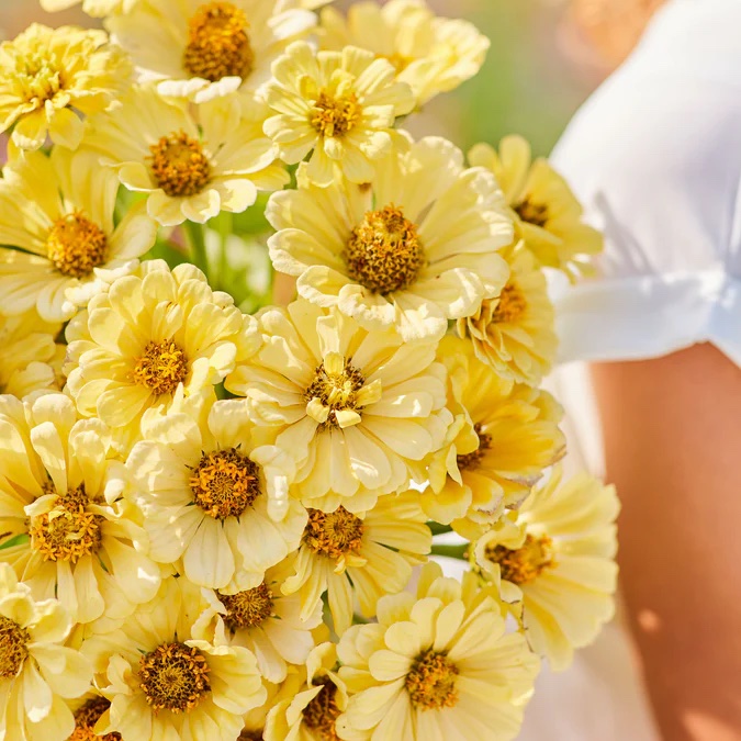 Creamy, buttery yellow heirloom zinnia bouquet.