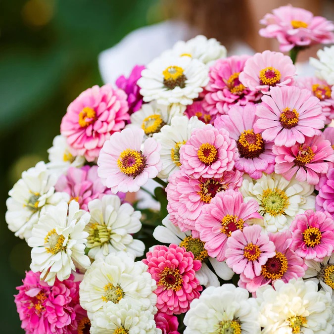 Cream and Pink Zinnia Flower bouquet.