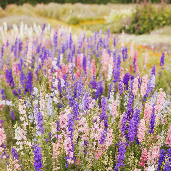 Photograph of a field full of Rocket Larkspur.