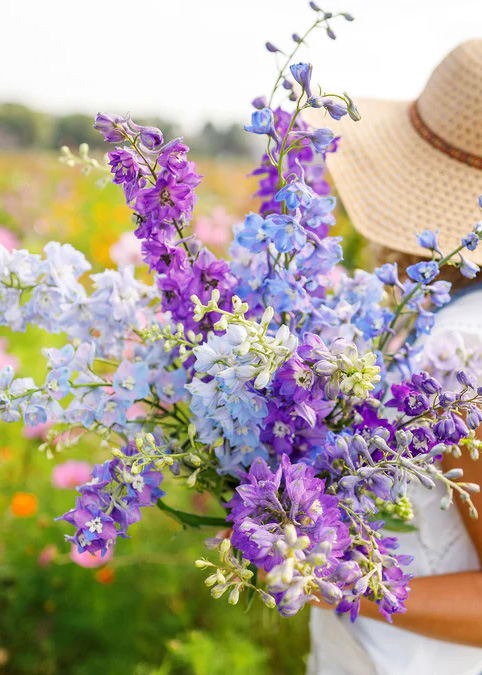 Cut Rocket Larkspur stems in a ladies hands.