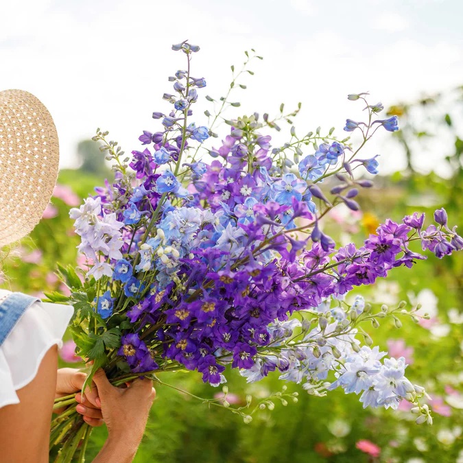 Blue, Purple, and White Flowers on Rocket Larkspur Stems