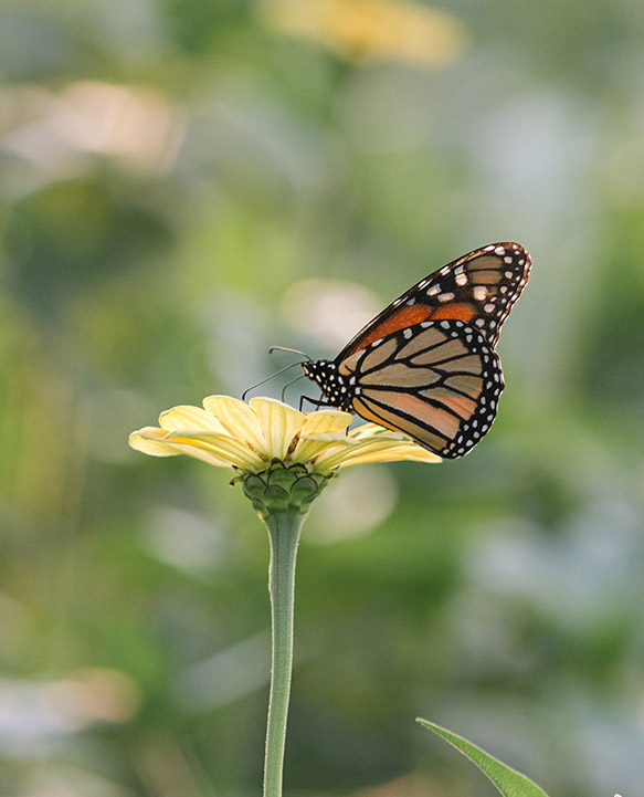 Monarch Butterfly resting on a yellow zinnia at Firefly Haven. Taken by Ashley Logan Photography.