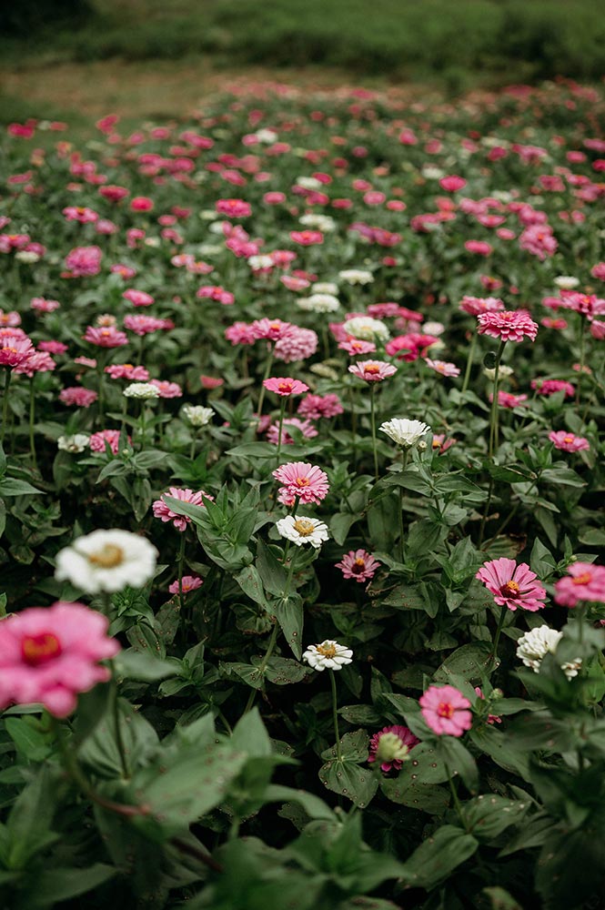 Field of Pink and White Romantic Zinnias at Firefly Haven