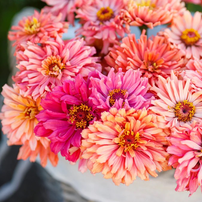 Cactus Pink Shades of Zinnias