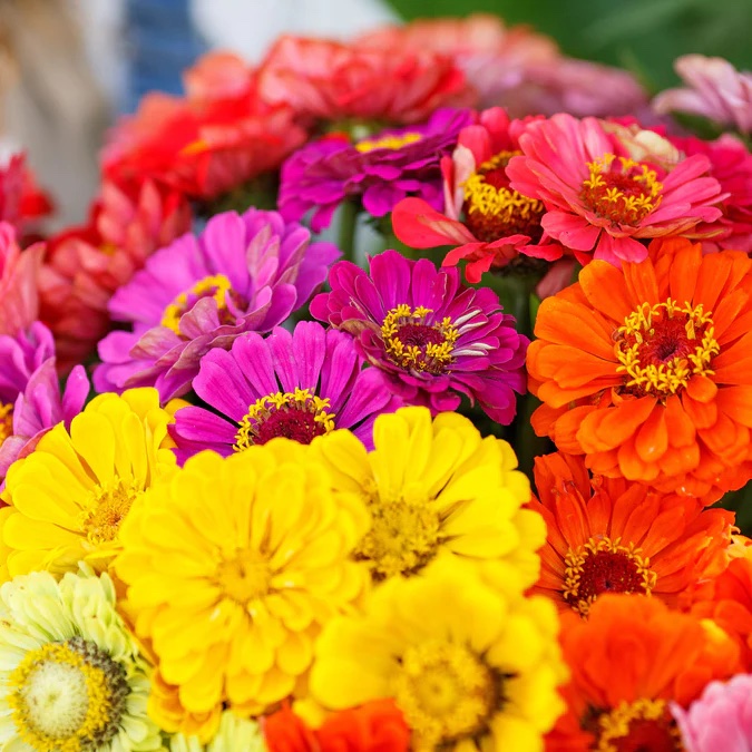 Over the Rainbow Zinnia Variety